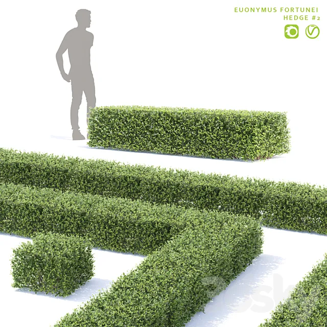 Fortune euonymus. Hedgerow | Euonymus fortunei # 2 3D Model