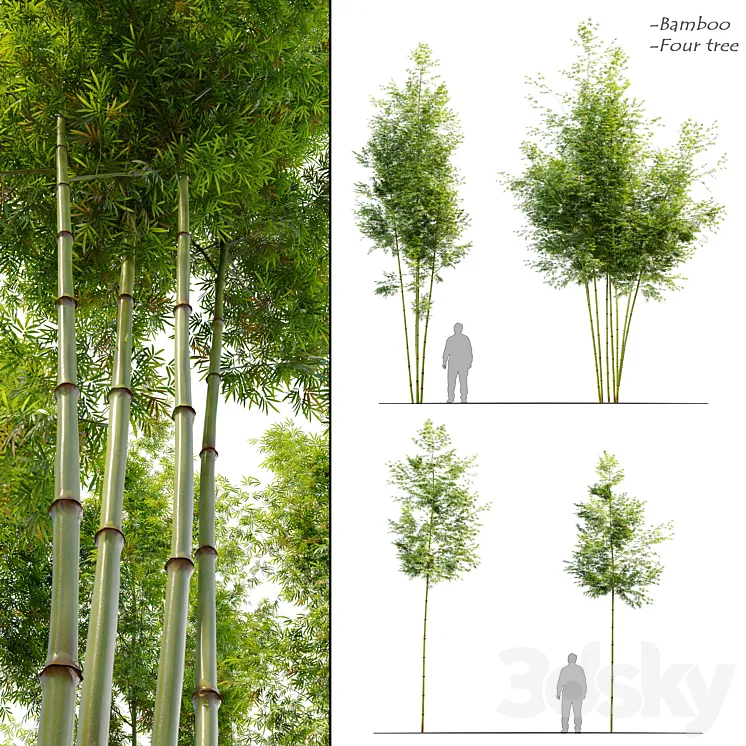 Four bamboo tree 3D Model Free
