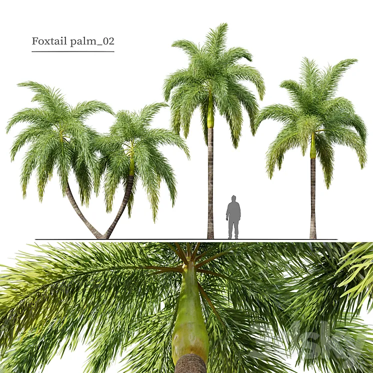 Foxtail Palm 02 3D Model Free