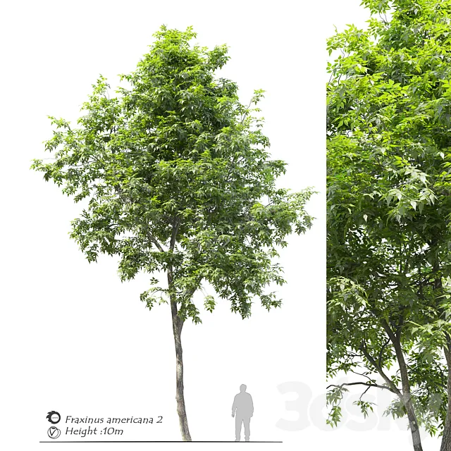 Fraxinus americana (White ash) 2 3D Model