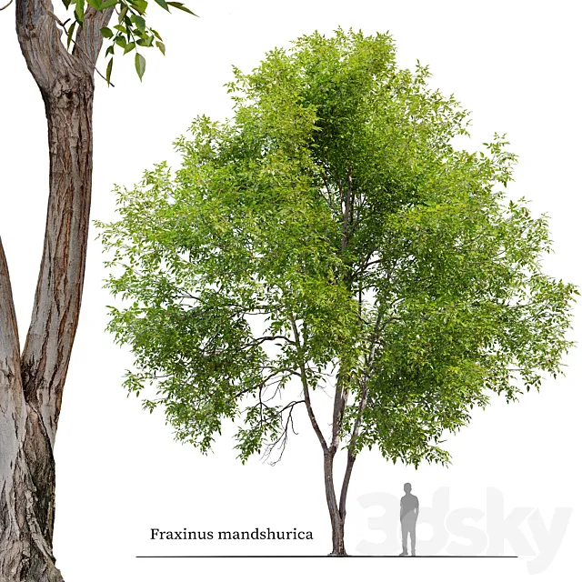 Fraxinus mandshurica 3D Model