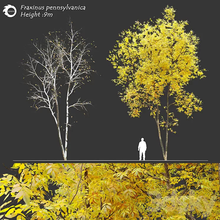Fraxinus pennsylvanica (Ash tree)