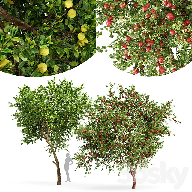 fruit trees lemon and apple 3D Model