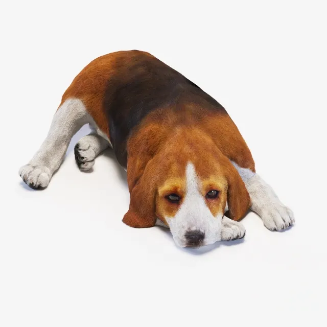 furniture - Dog puppy beagle 5 3D Model