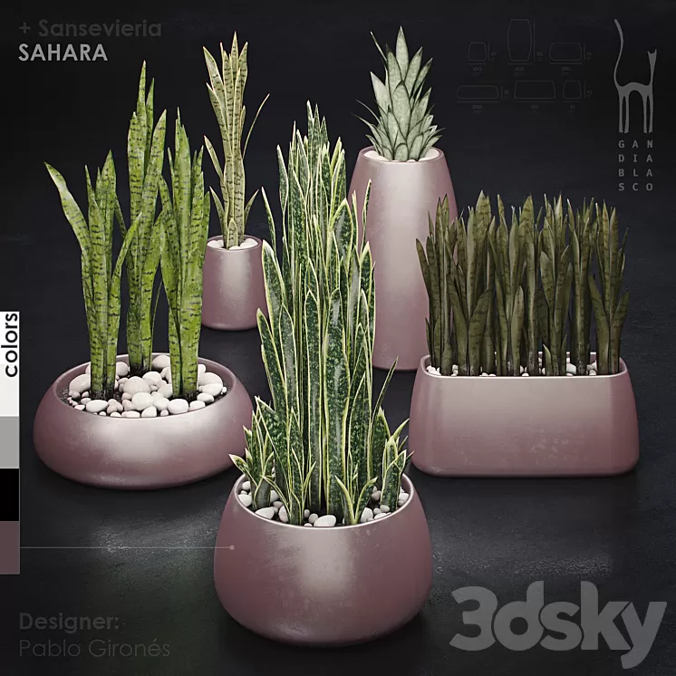 Gandiablasco - SAHARA - Sansevieria 3D Model
