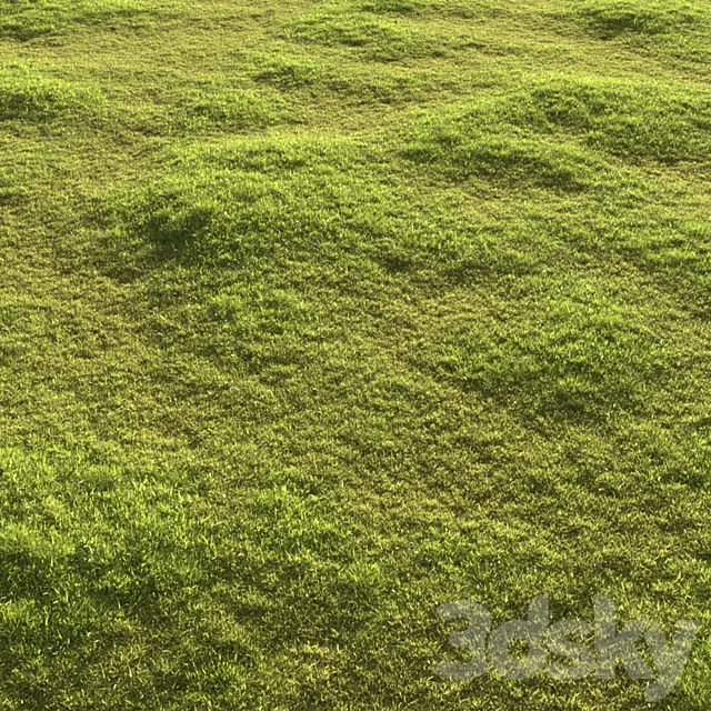 Garden grass 3D Model
