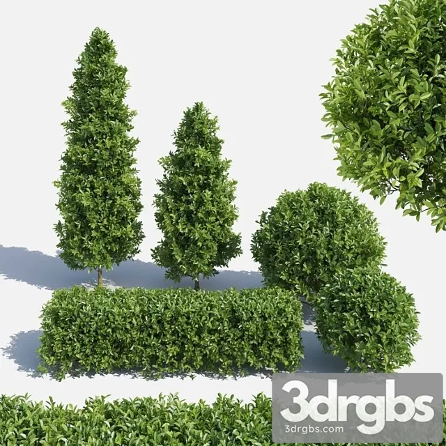 Garden Plant Set 02 Ficus Annulata. 3D Model Free