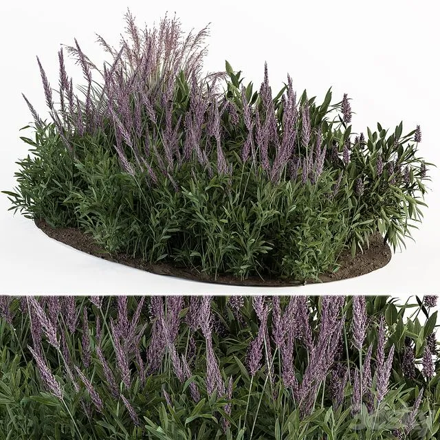 Garden set lavender Bush Plants Free Download