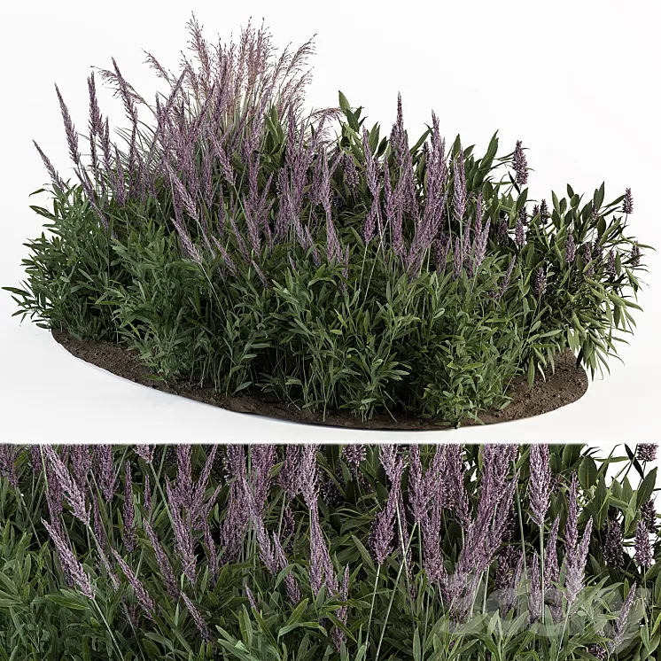 Garden Set Lavender Bush Plants - Outdoor Plants Set 413 3D Model Free
