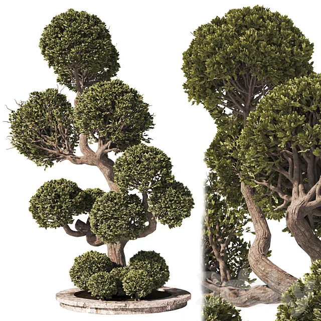 Garden Tree And Bush 01 3D Model