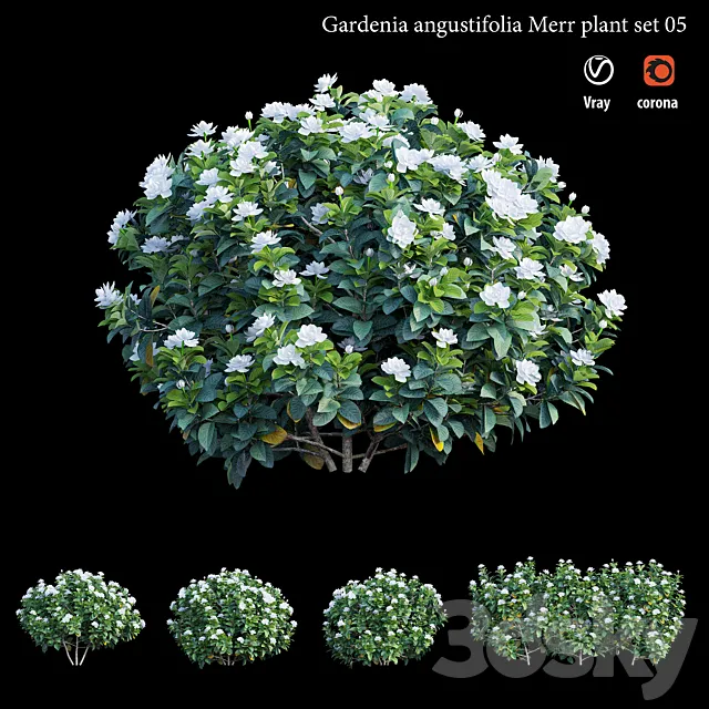 Gardenia angustifolia Merr plant set 05 3D Model
