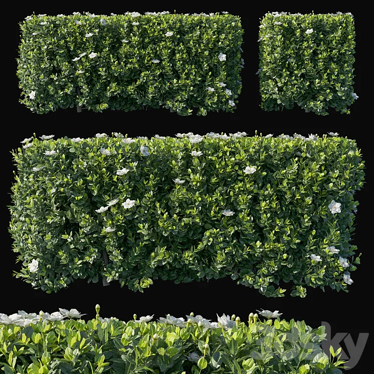 Gardenia augusta 02 3D Model Free