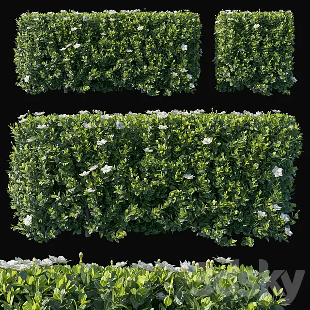 Gardenia augusta 02 3DModel