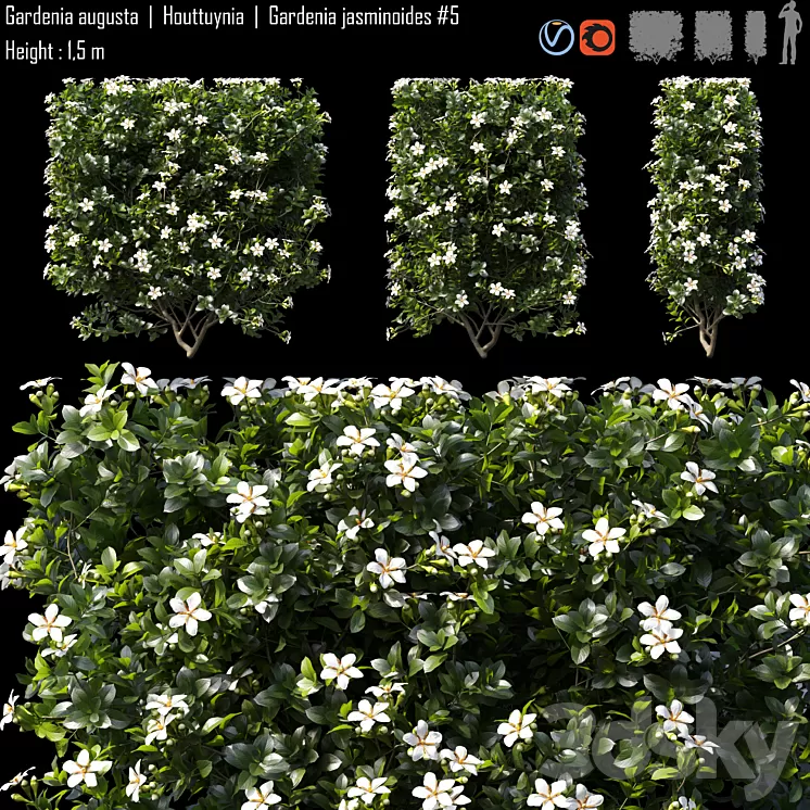 Gardenia augusta | Houttuynia | Gardenia jasminoides # 5 3D Model