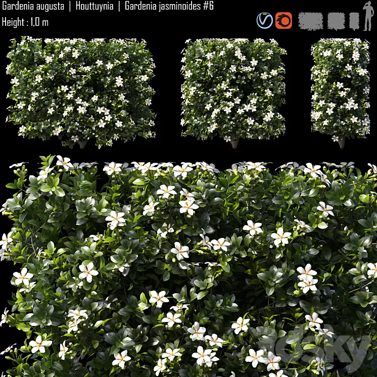 Gardenia augusta | Houttuynia | Gardenia jasminoides # 6 3D Model