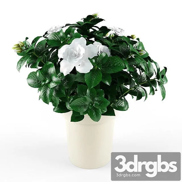 Gardenia Jasminoides 3D Model Free