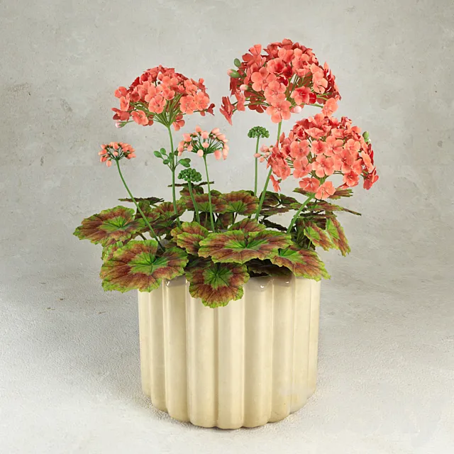 Geranium (Pelargonium) 3D Model