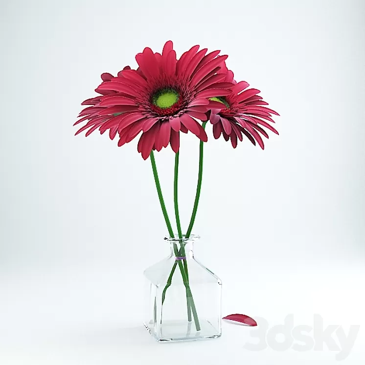 Gerbera 3D Model