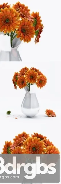 Gerbera Flower 1 Free Download