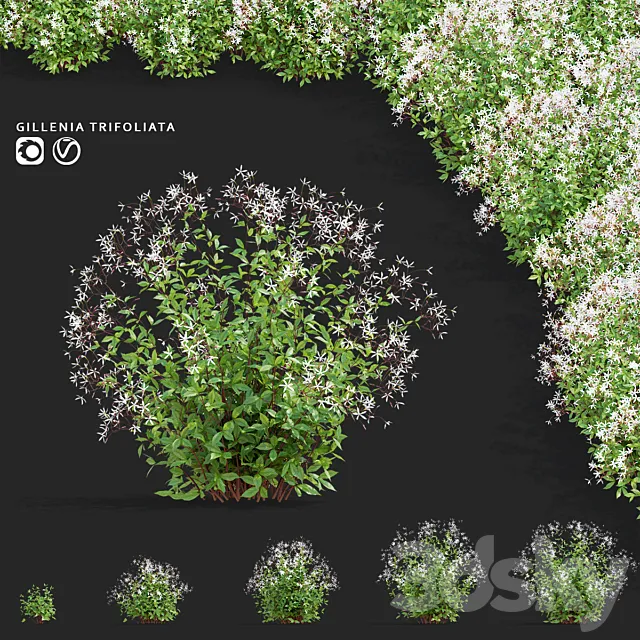 Gilenia trifoliate flowers | Gillenia trifoliata 3D Model