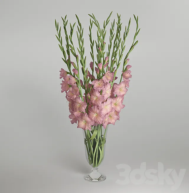 Gladiolus 3D Model