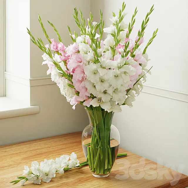 Gladiolus 3DModel
