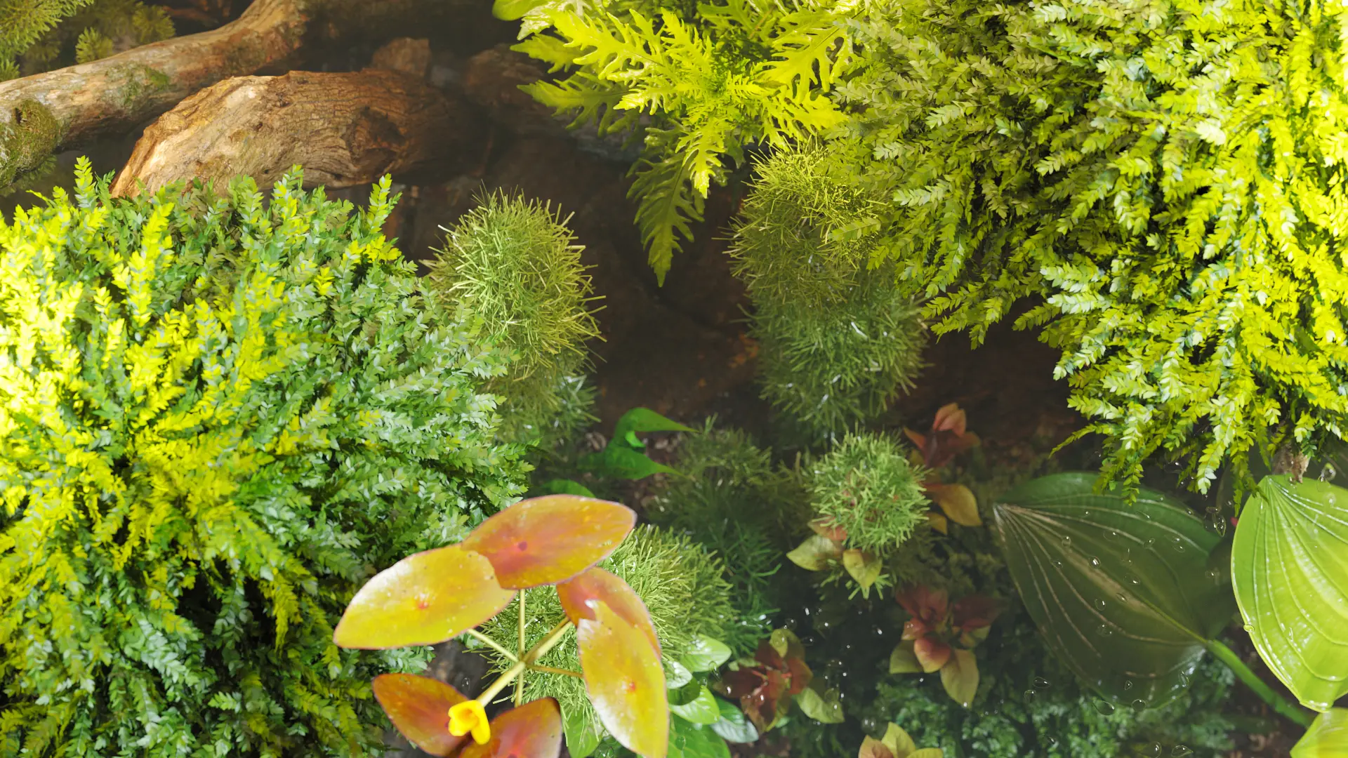 Globe Plants - Bundle 48 - Aquatic Plants