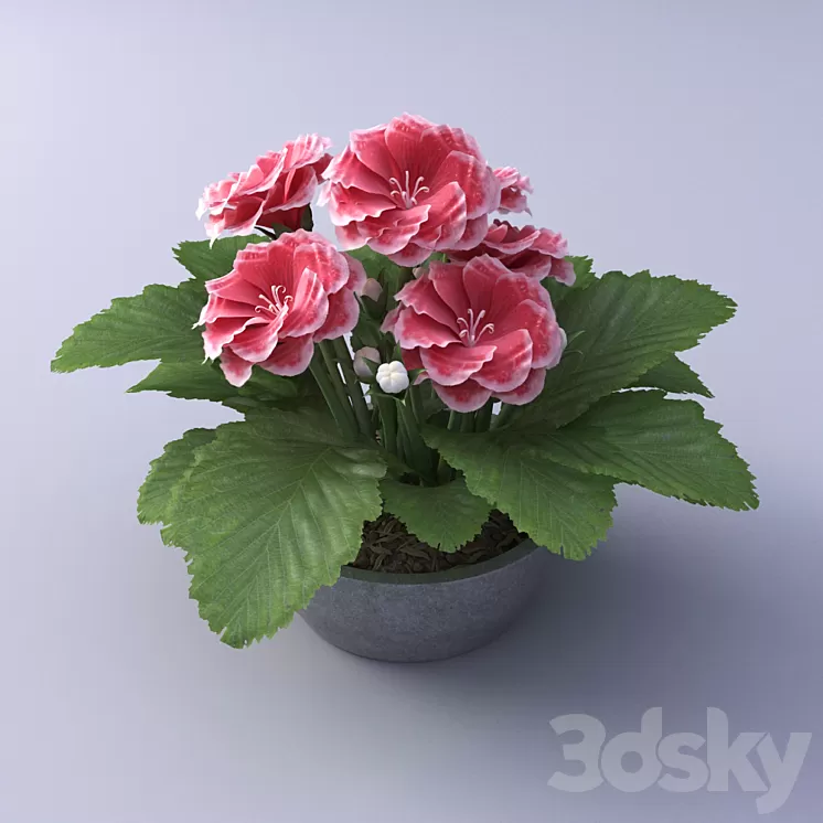 Gloxinia Flower in a pot
