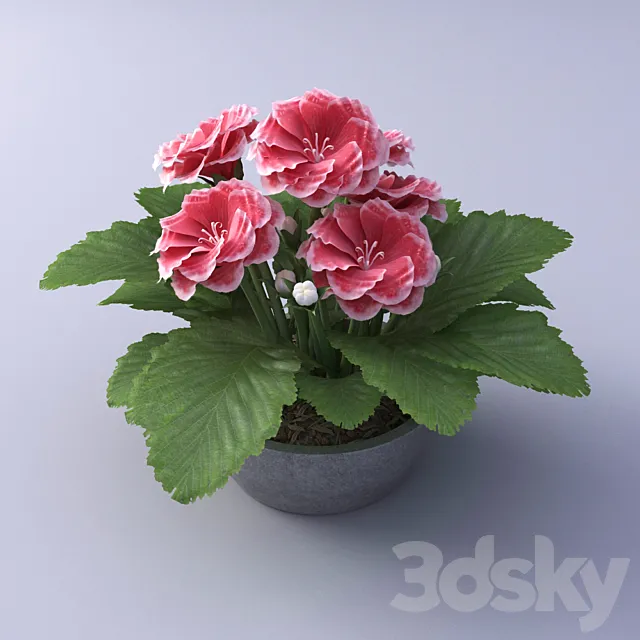 Gloxinia Flower in a pot 3DModel