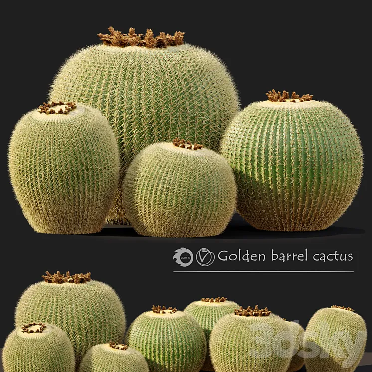 Golden barrel cactus_2 3D Model Free
