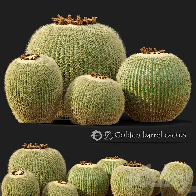 Golden barrel cactus_2 3DModel