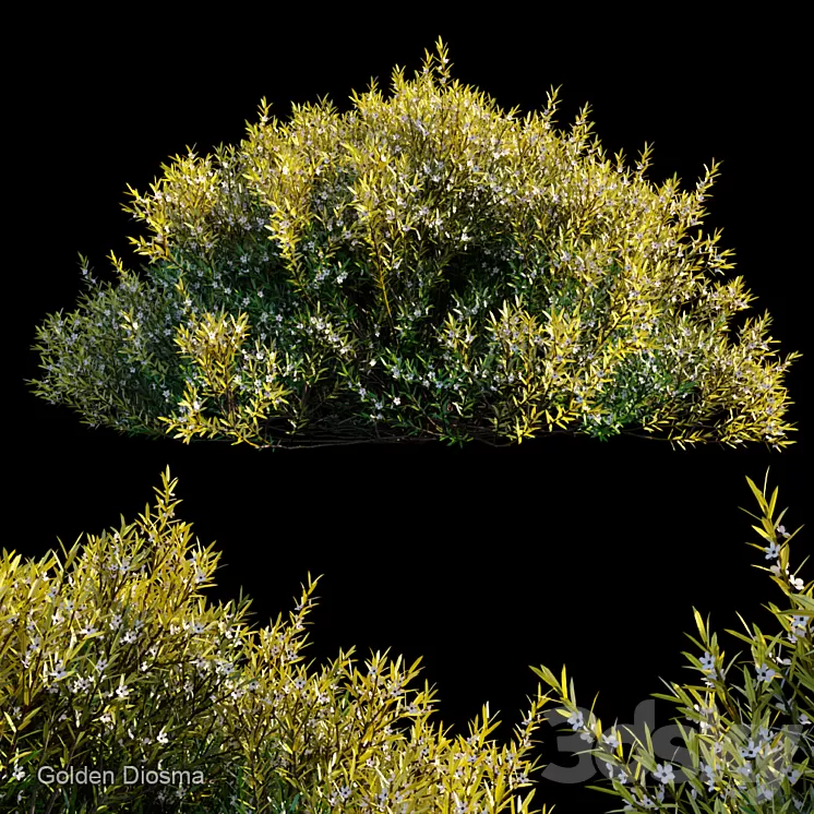 Golden diosma 3D Model