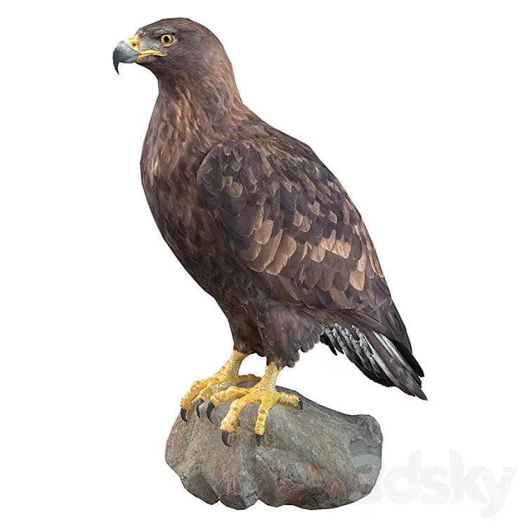 Golden eagle 3D Model