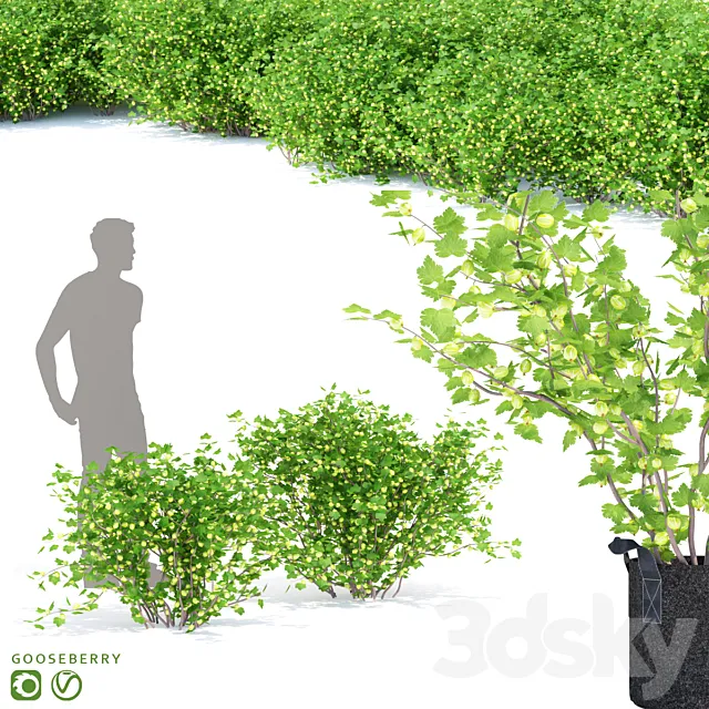 Gooseberry bushes | Gooseberry 3D Model