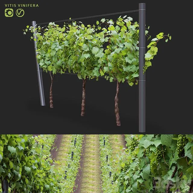 Grapes cultivated Vitis vinifera 3D Model