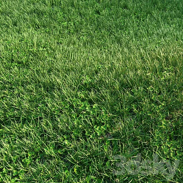 Grass 3D Model