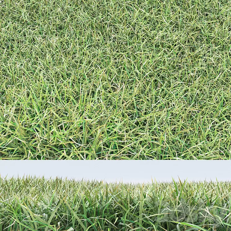 grass 3D Model