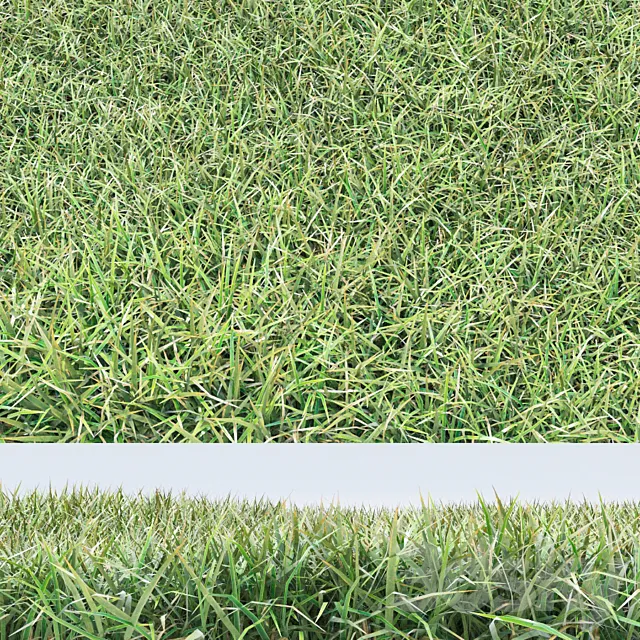grass 3DModel