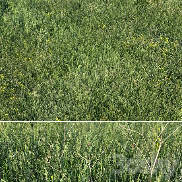Grass field 01 3D Model