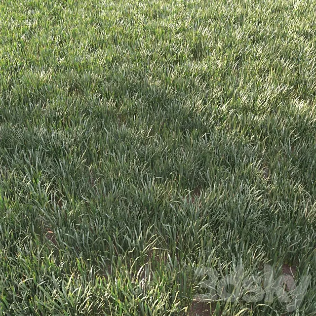 grass for landscape 11 3D Model