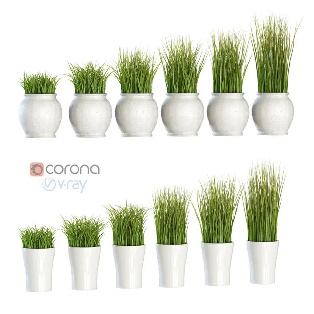 Grass in pots 3D Model
