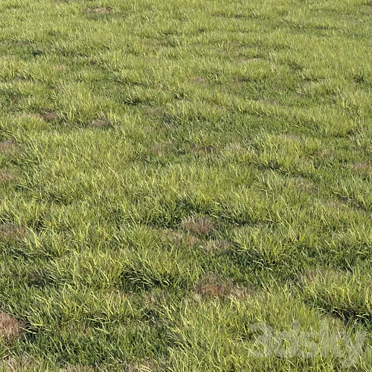 Grass kit 2 3D Model
