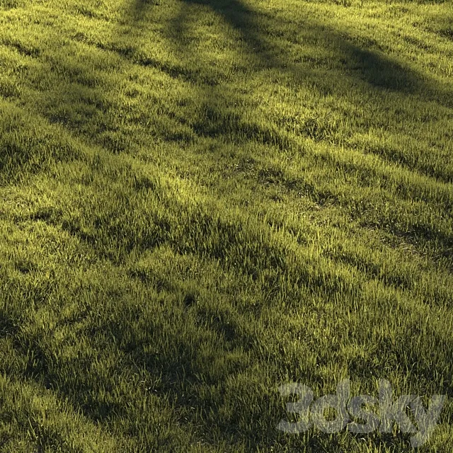 Grass | lawn 3D Model