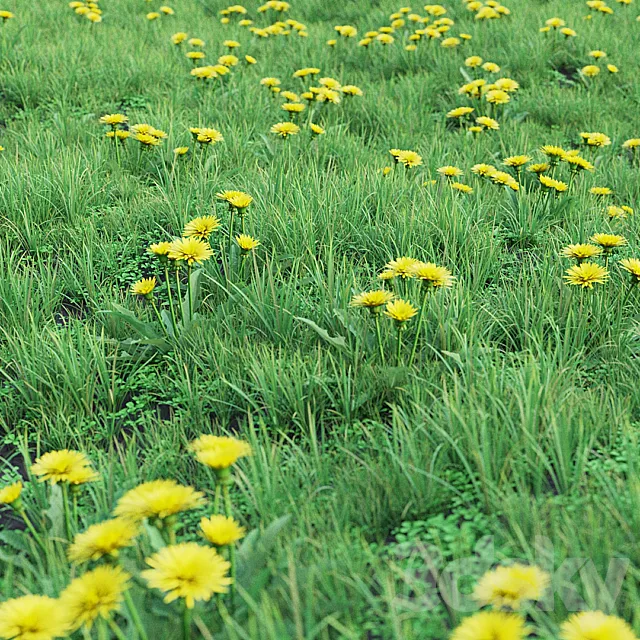 Grass set 01 - Dandelion 3D Model