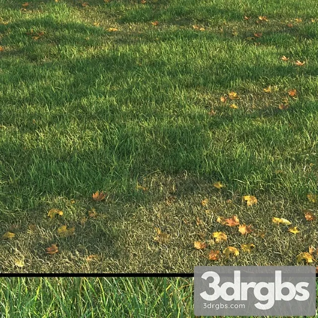 Grass011 3D Model Free