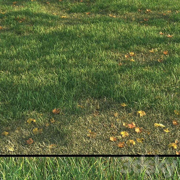 grass011 3D Model Free