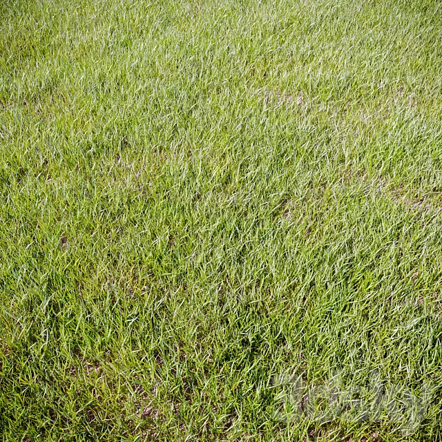 Grass_for_landscaping 3D Model