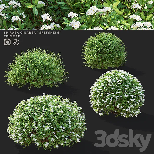 Gray spirea trimmed bushes | Spiraea cinerea grefsheim 3D Model
