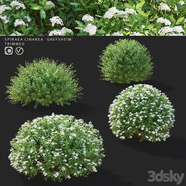 Gray spirea trimmed bushes Spiraea cinerea grefsheim 3D Model