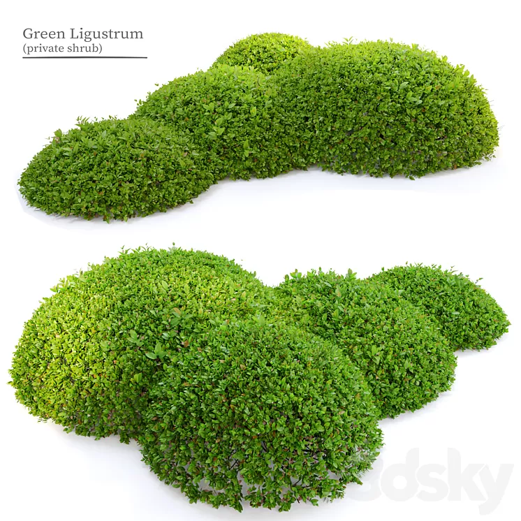 Green Ligustrum 3D Model Free